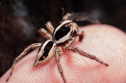 close-up-spider-hand Jumping spider on a human finger.