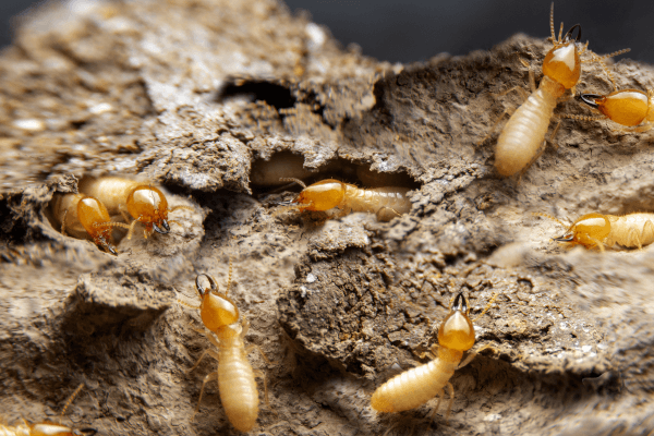 close-up-insect-land Termites on a decaying wood