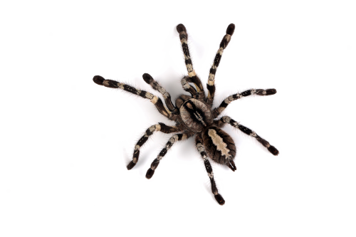 Are Spiders Really That Scary?