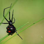 black widow spider