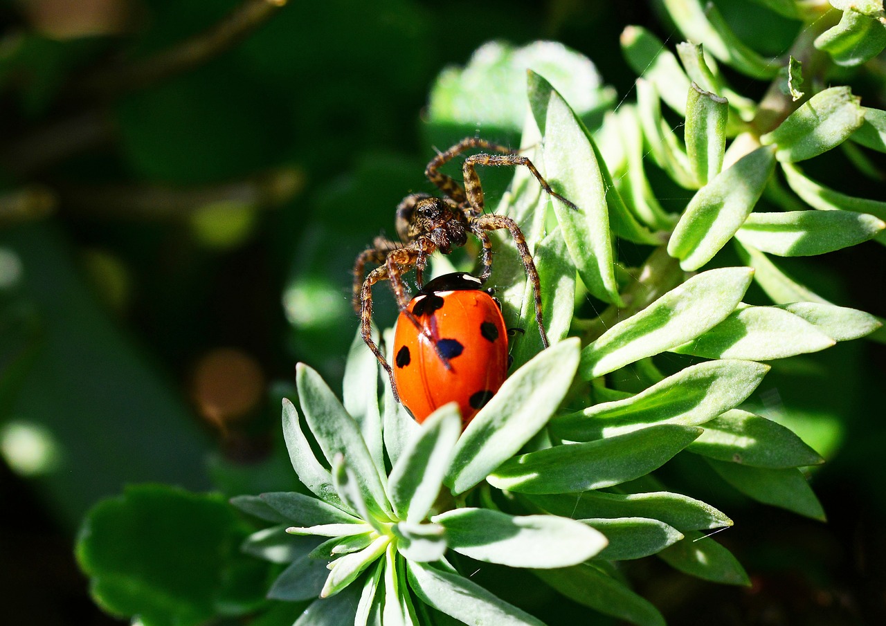 Many insects, such as ladybugs, prefer to find shelter inside homes.