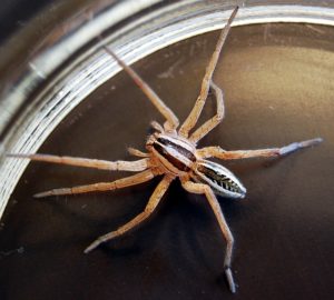 wolf-spider-591088_640