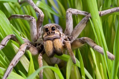 wolf spider