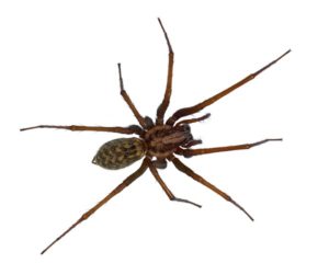 Hairy house spider (Tegenaria domesticus) on white background