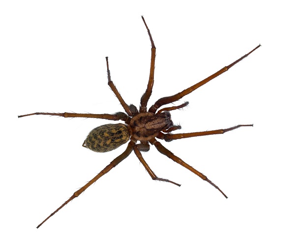 hobo spider