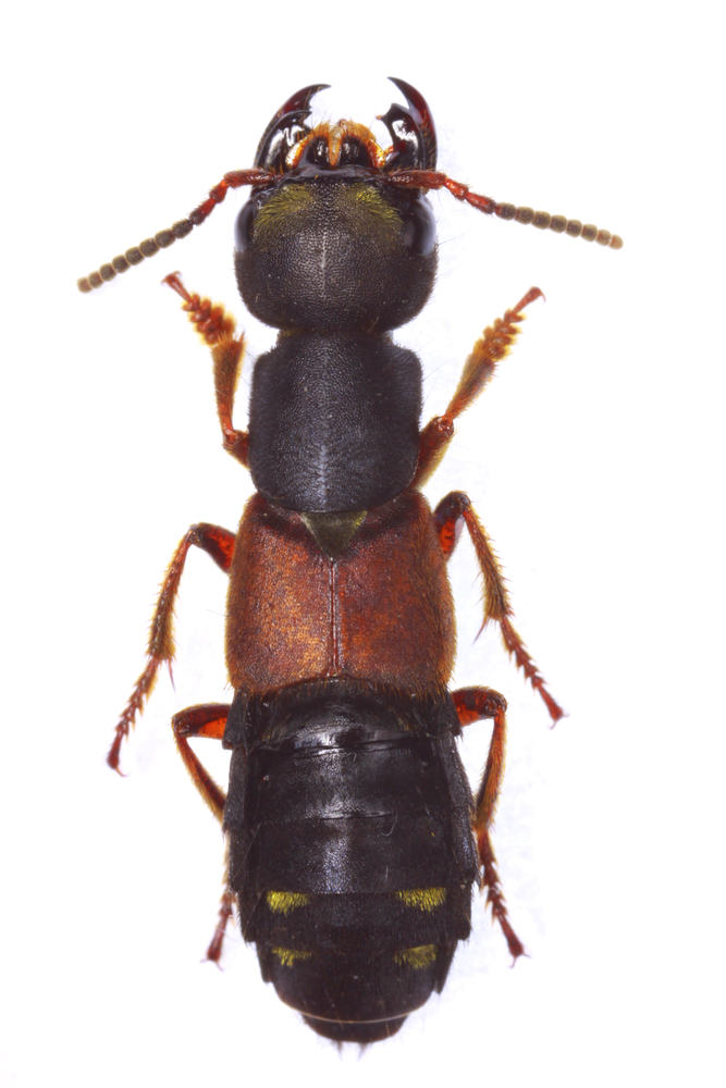 rove-beetle