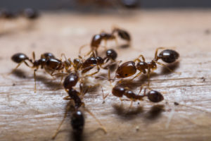 Ants in Salt Lake City