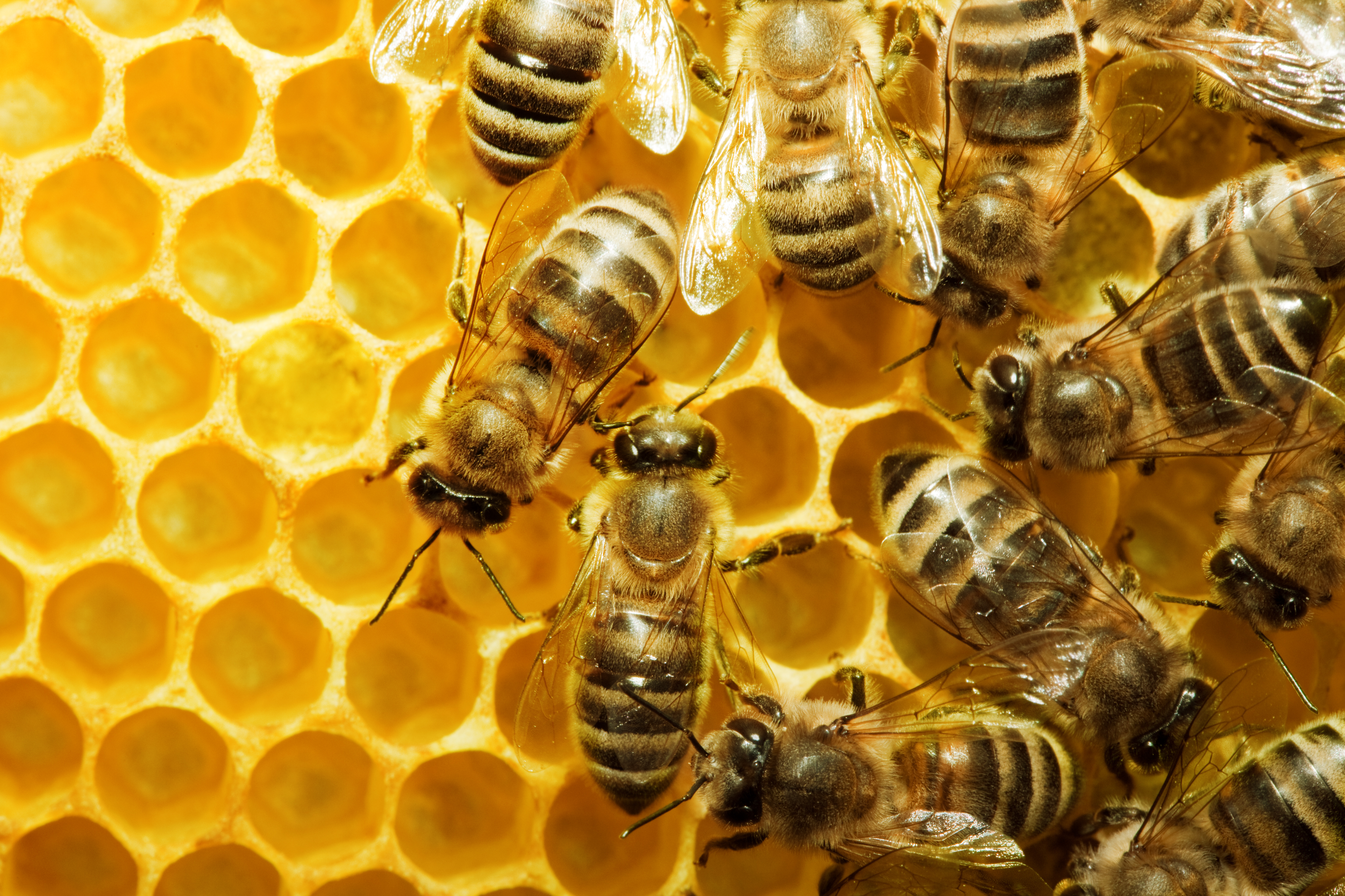 honey-beehive
