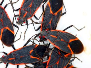 box elder bugs