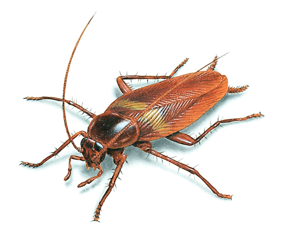 brown cockroach