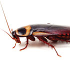 cockroach