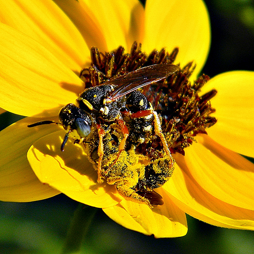 honeybee-pollinating