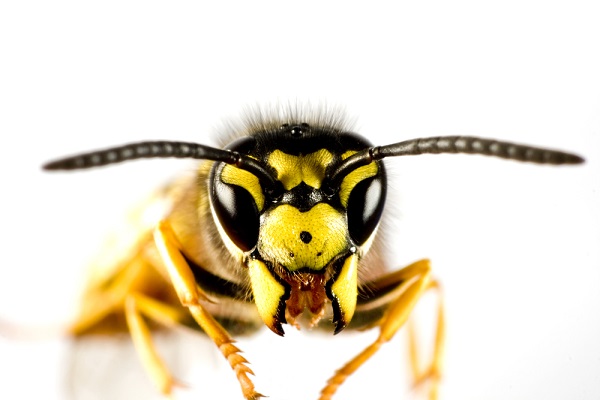 Bee_Hornet_Wasp