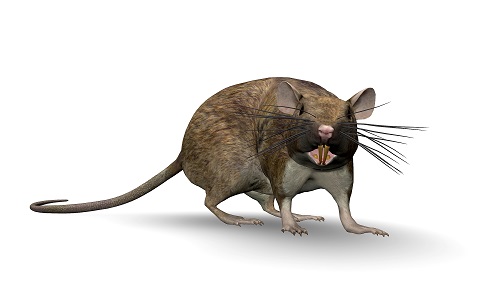 Rats Rodents