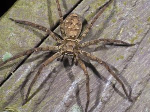 wolf spider