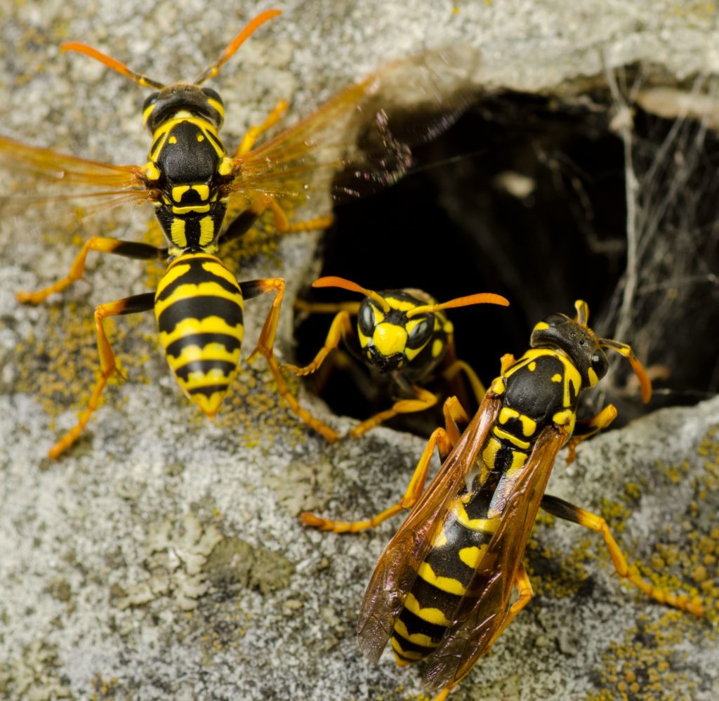 yellow jacket wasps