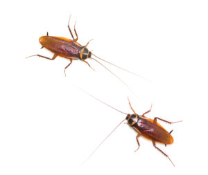 cockroaches