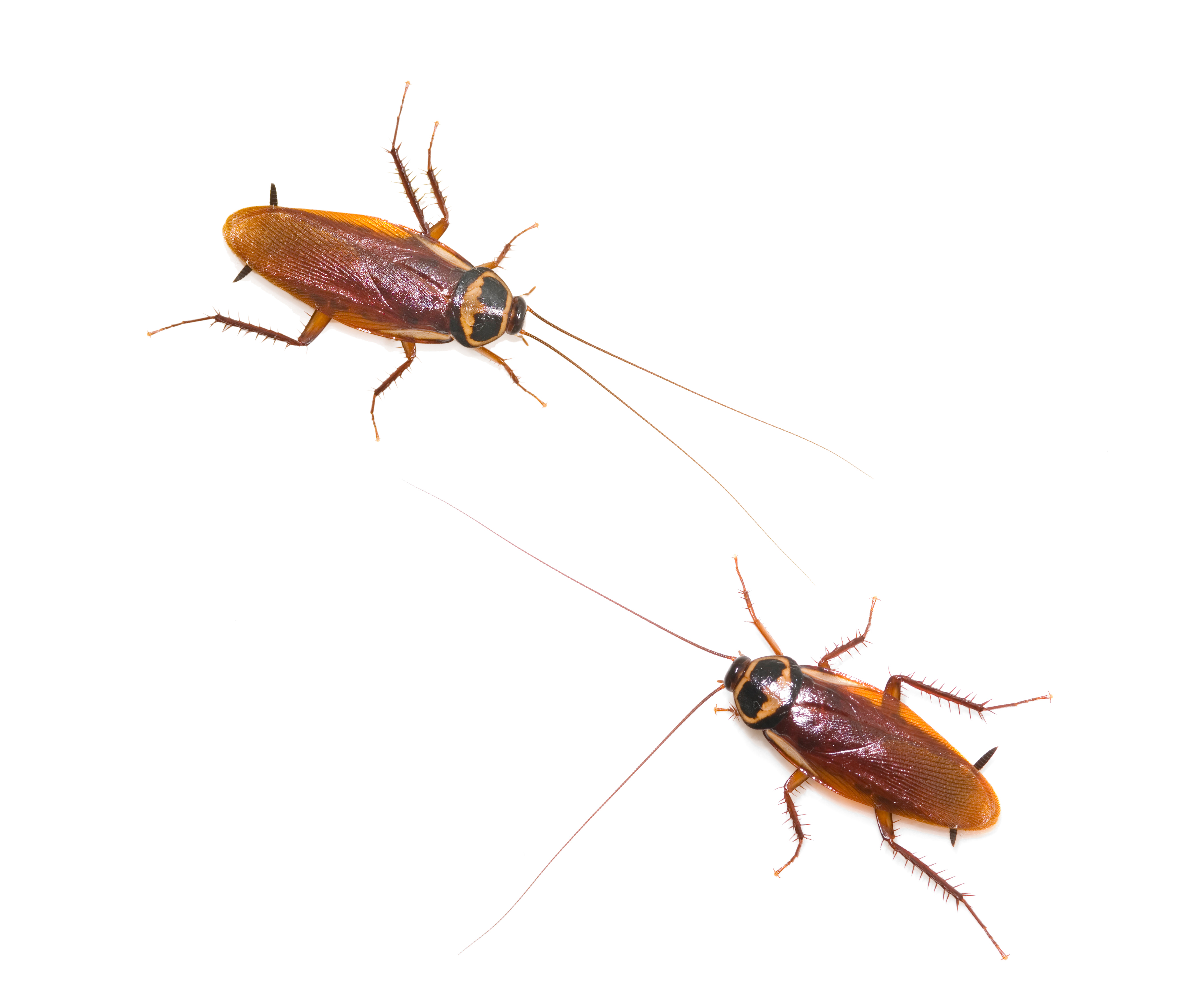 AmericanCockroach