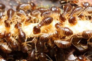 termites