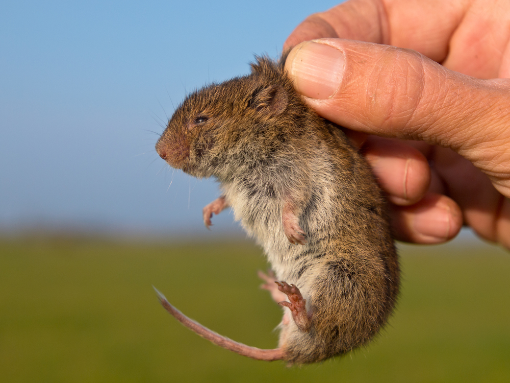 voles-vole-pest-control