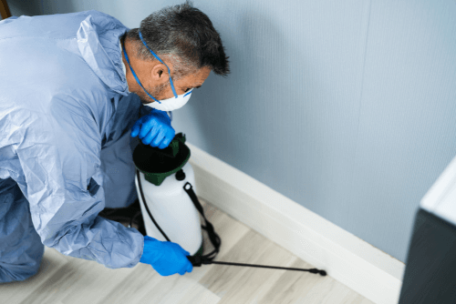 How to Get Rid of Ants in House and Kitchen