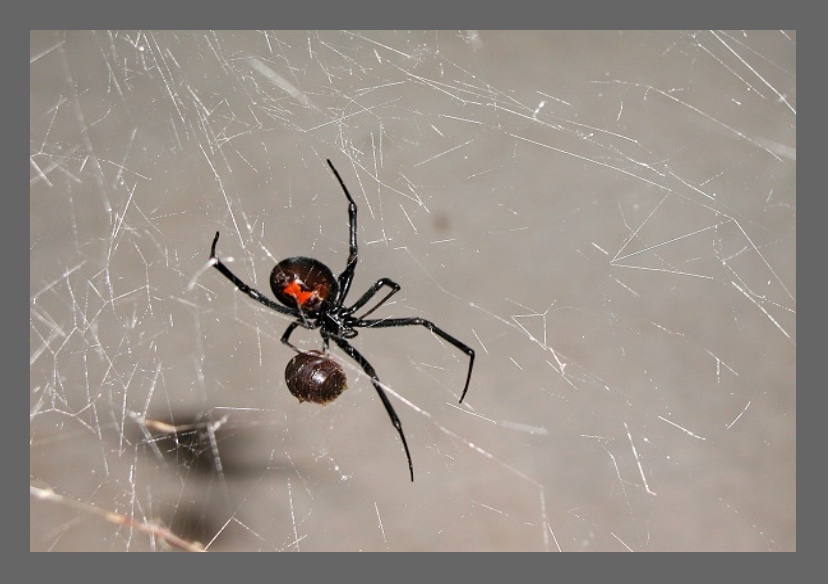 Black widows are among the few venomous spiders native to Utah.