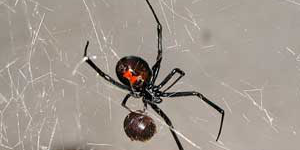 black widow spider on web