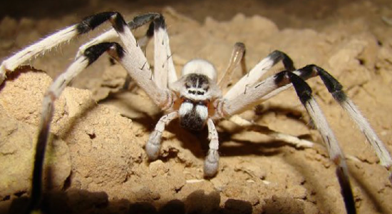 10 Most Common House Spiders - How to Identify a Dangerous Spider