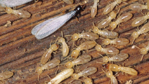 termites on wood