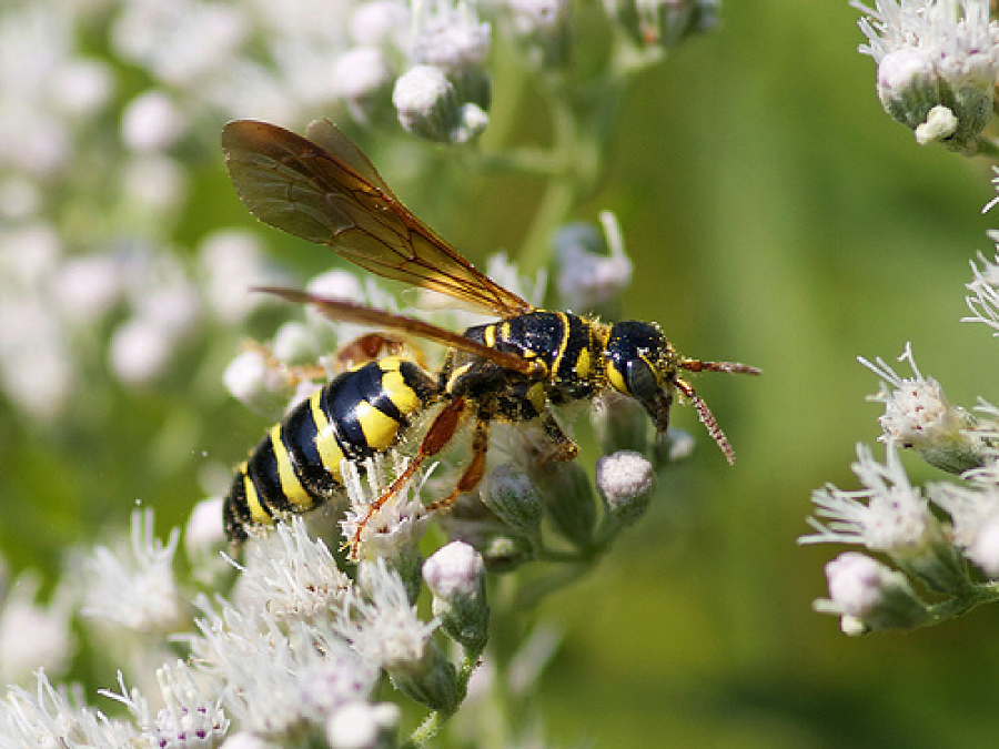 wasp control ogden utah