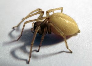 black with tan sac spider