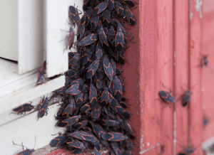 box elder bugs