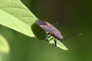 box elder bug