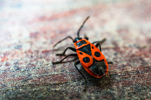 boxelder bug on wooden surface