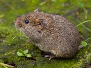 field vole