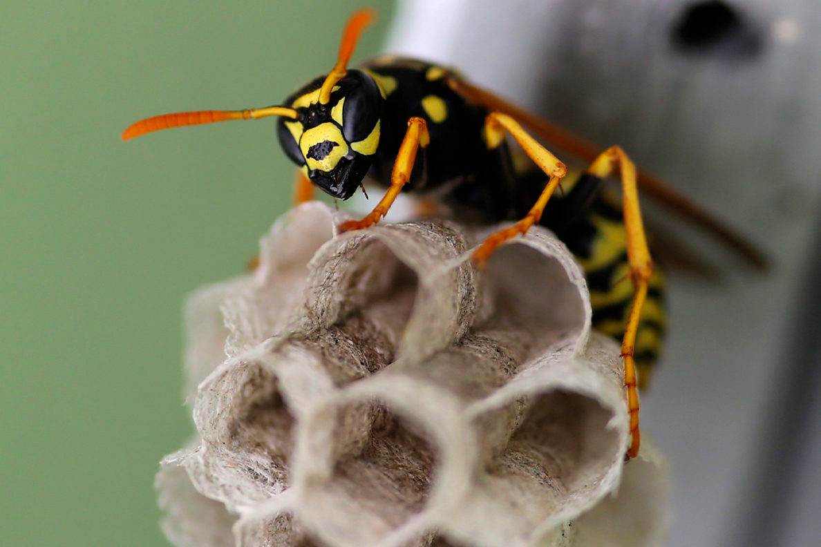 wasp on a nest