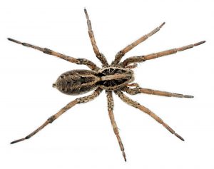 wolf spider