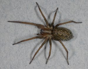 Which Utah spiders to be worried about, and which ones not to fear