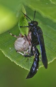 mud dauber wasp