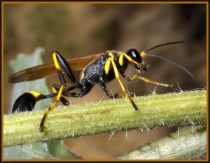 mud dauber wasp