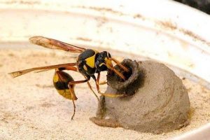 mud dauber wasp