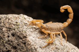 Light brown scorpion on the rock