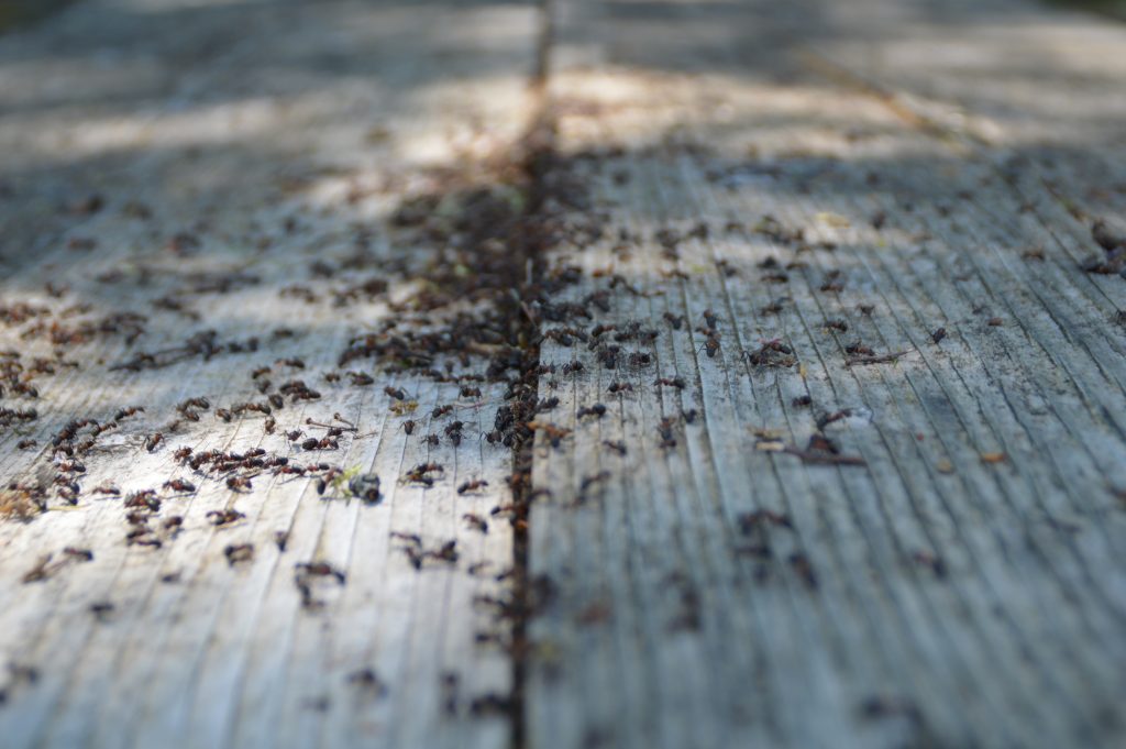 ant-pest-control