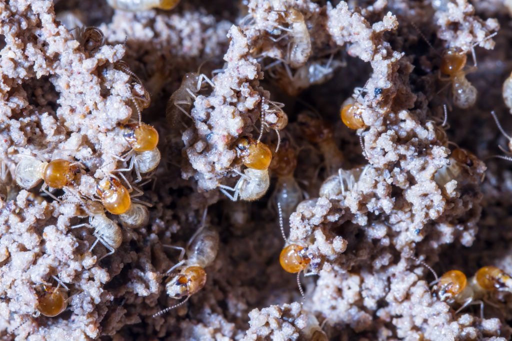 termite-pest-control
