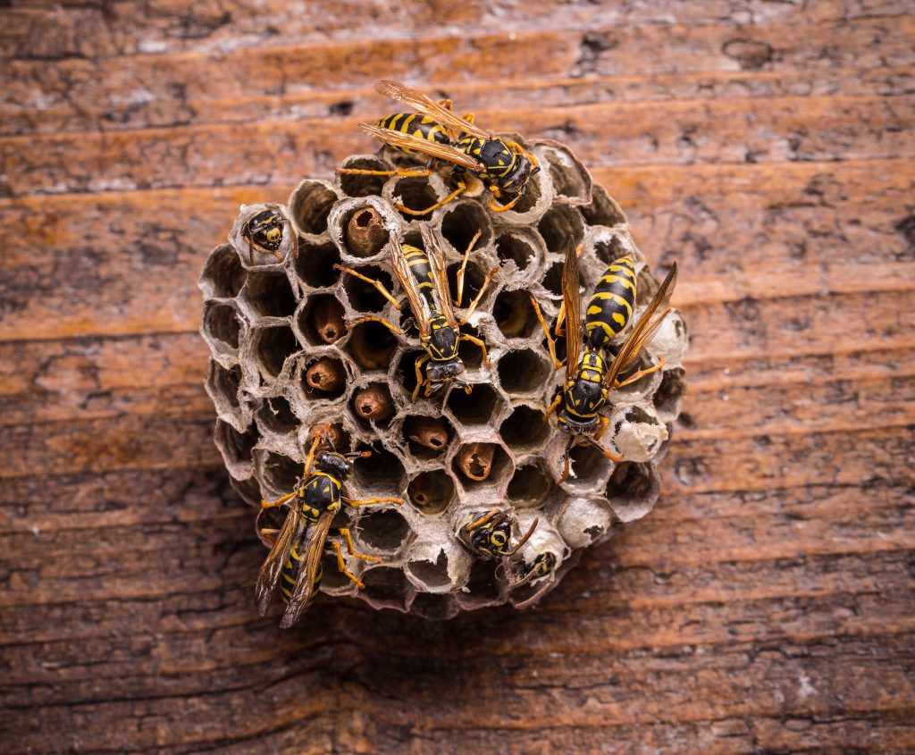 wasp-nest-pest-control