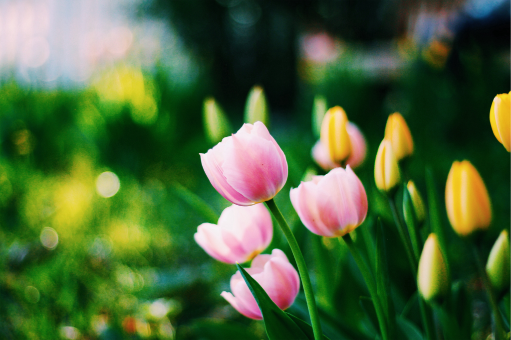 flowers-in-spring-