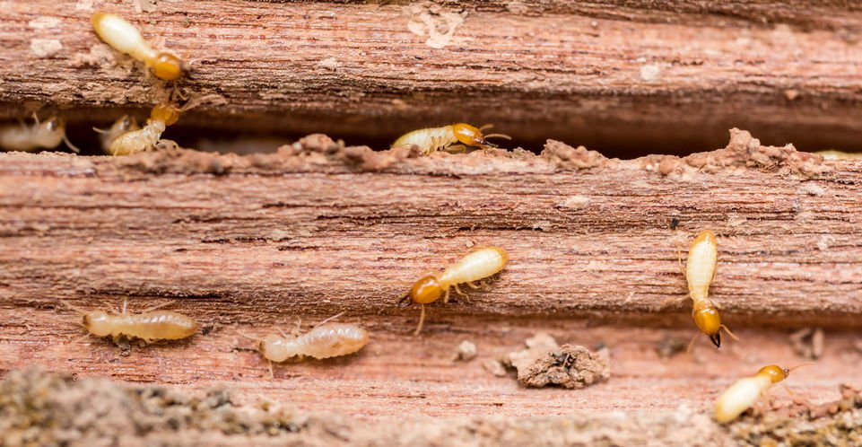 Termite Ogden