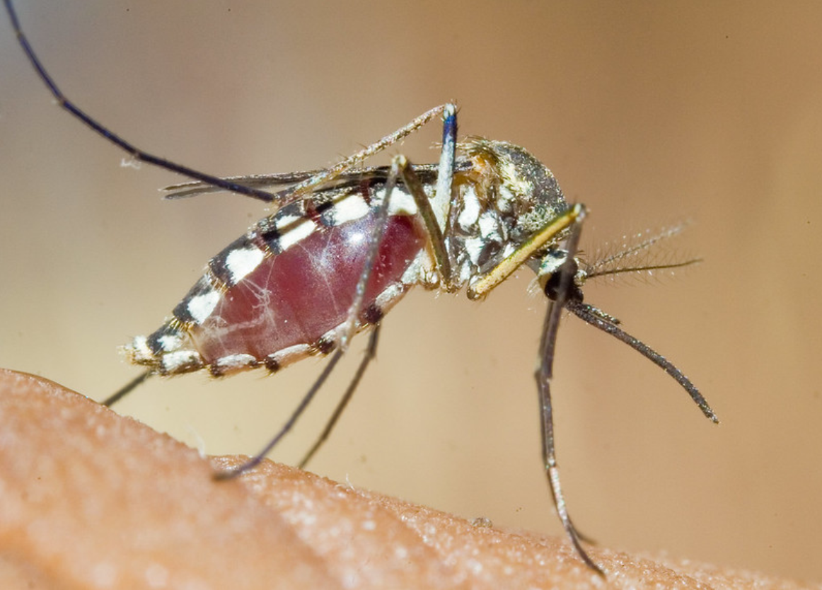 Mosquito Control - Beeline Pest Control