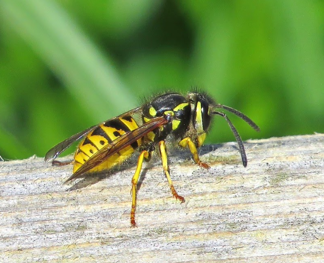 Keep Wasps Away - Beeline Pest Control