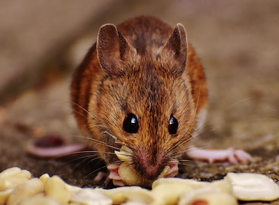 beeline pest control common mouse